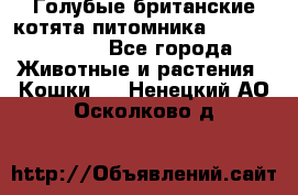 Голубые британские котята питомника Silvery Snow. - Все города Животные и растения » Кошки   . Ненецкий АО,Осколково д.